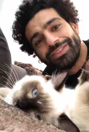 Photo: Mohamed Salah posts cat selfie to protest export of stray animals to South Korea