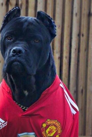Photo: Marcus Rashford unveils his new Man Utd supporting dog