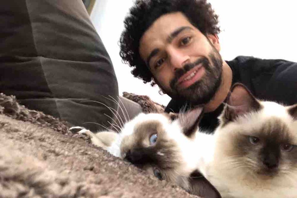 Photo: Mohamed Salah posts cat selfie to protest export of stray animals to South Korea