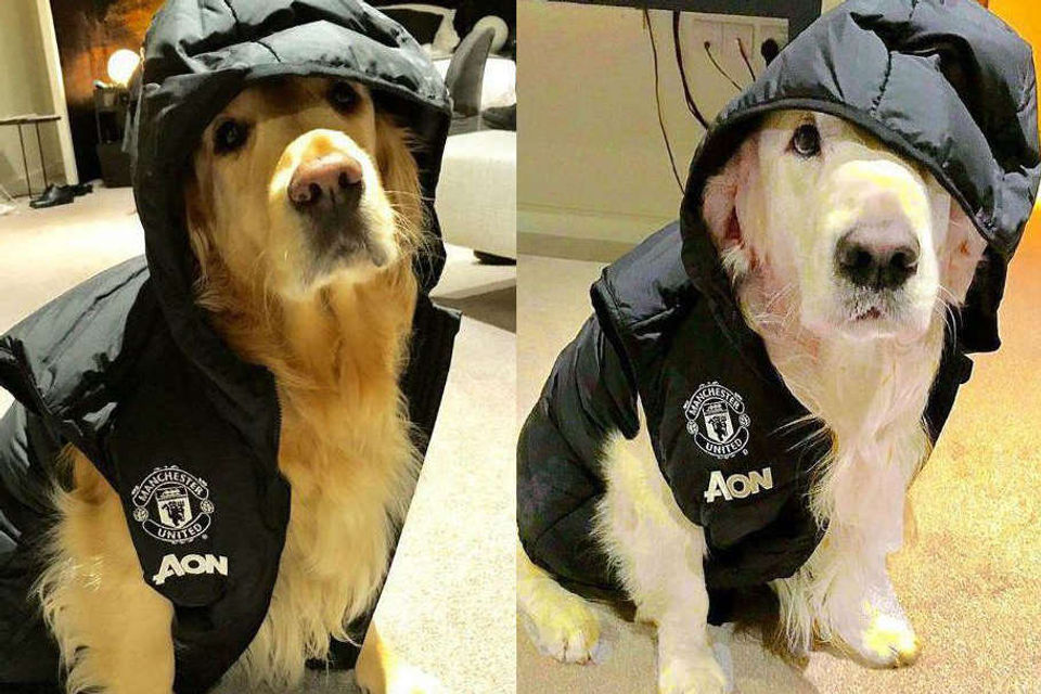 Photos: Alexis Sanchez's dogs don Man Utd training gear
